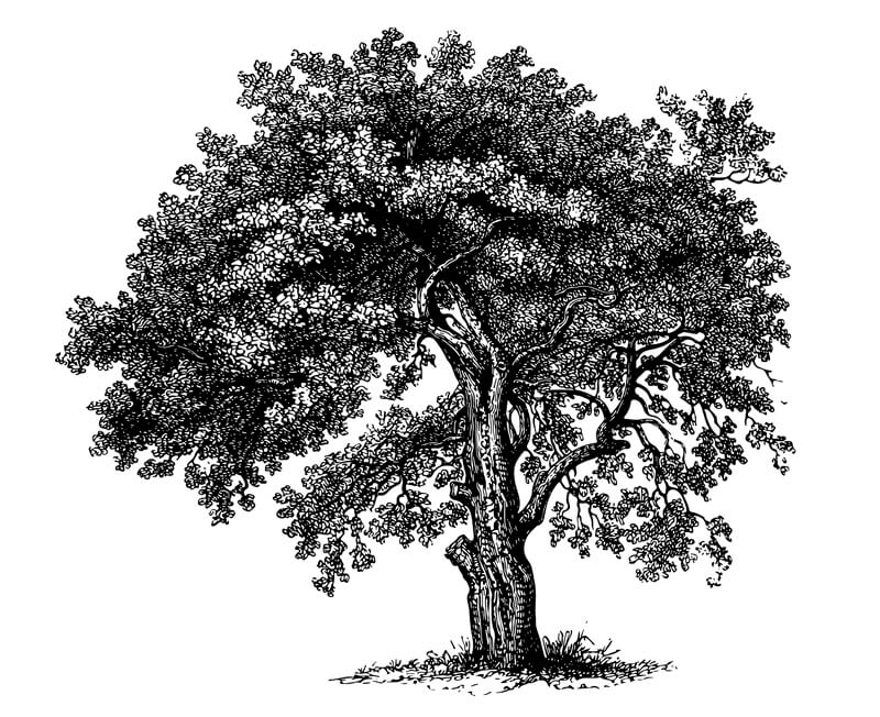 Logical_Oak_Tree